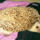 Illustration for article titled Help me choose a prickle pic!